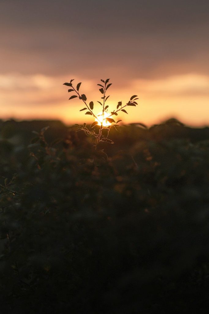 the sun is setting behind a plant in a field